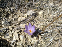Crocus pallasii