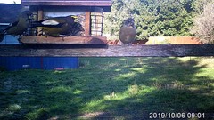 Coccothraustes vespertinus brooksi