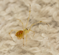 Thwaitesia margaritifera