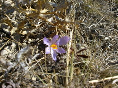 Crocus pallasii