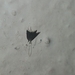 Lecithoceridae
