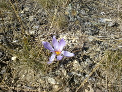 Crocus pallasii