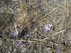 Crocus pallasii