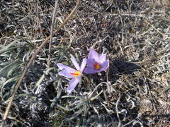 Crocus pallasii