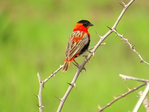Northern Red Bishop