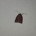 Beara dichromella