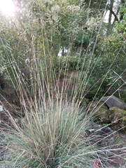 Festuca californica