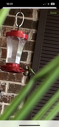 Ruby-throated Hummingbird photographed in Alabama