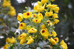 Paubrasilia echinata