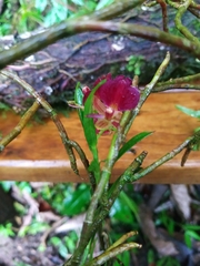 Epidendrum cleistocoleum