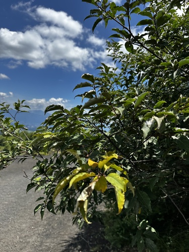 Elaeagnus glabra iNat (3)