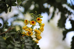 Paubrasilia echinata