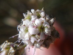 Gypsophila pallasii