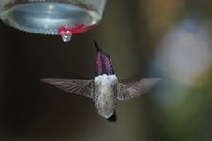 Calliphlox amethystina