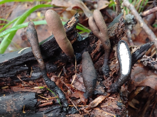 Xylaria ellisii