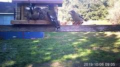 Coccothraustes vespertinus brooksi