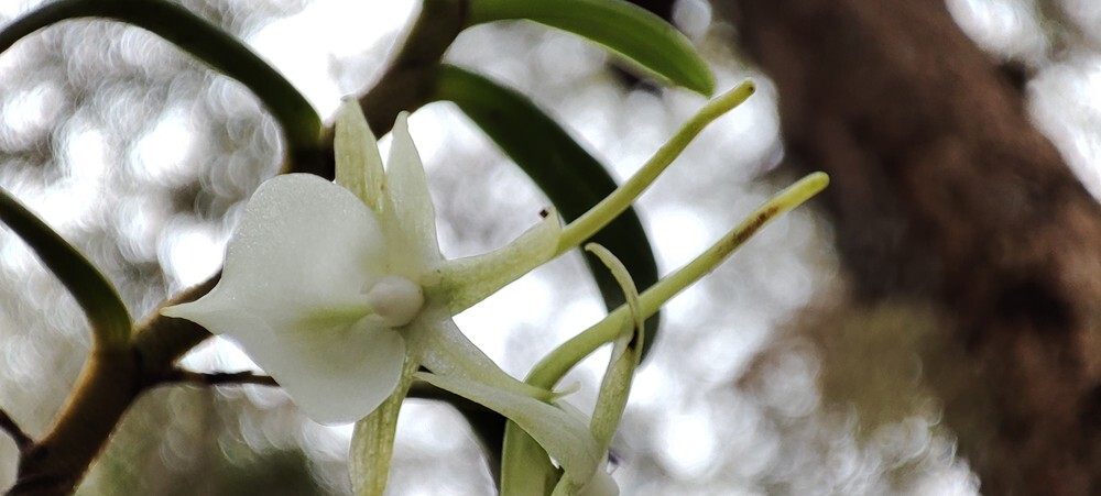 Angraecum expansum Thouars