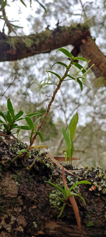 Angraecum expansum Thouars 2