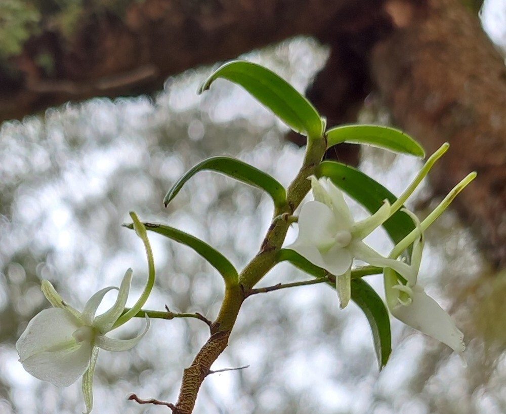 Angraecum expansum Thouars 3