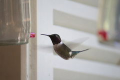 Calliphlox amethystina