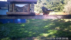 Coccothraustes vespertinus brooksi