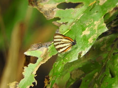 Arawacus separata