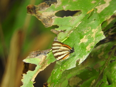 Arawacus separata