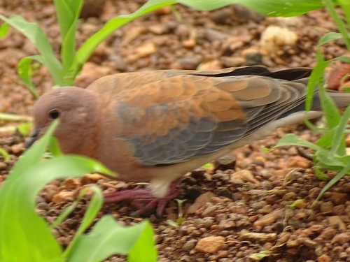 Laughing Dove