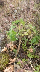 Cnidoscolus tubulosus