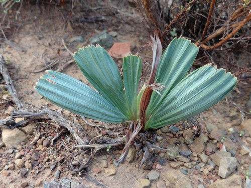 Babiana cuneata