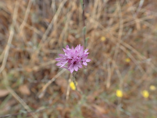 woollyhead lessingia (Lessingia hololeuca)