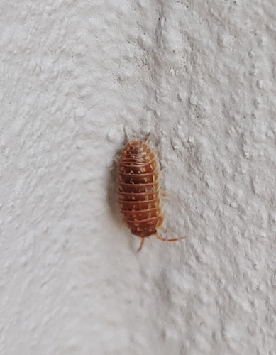 Versicolored Pill Woodlouse, Oświęcim, Polska, photo 4 of 10