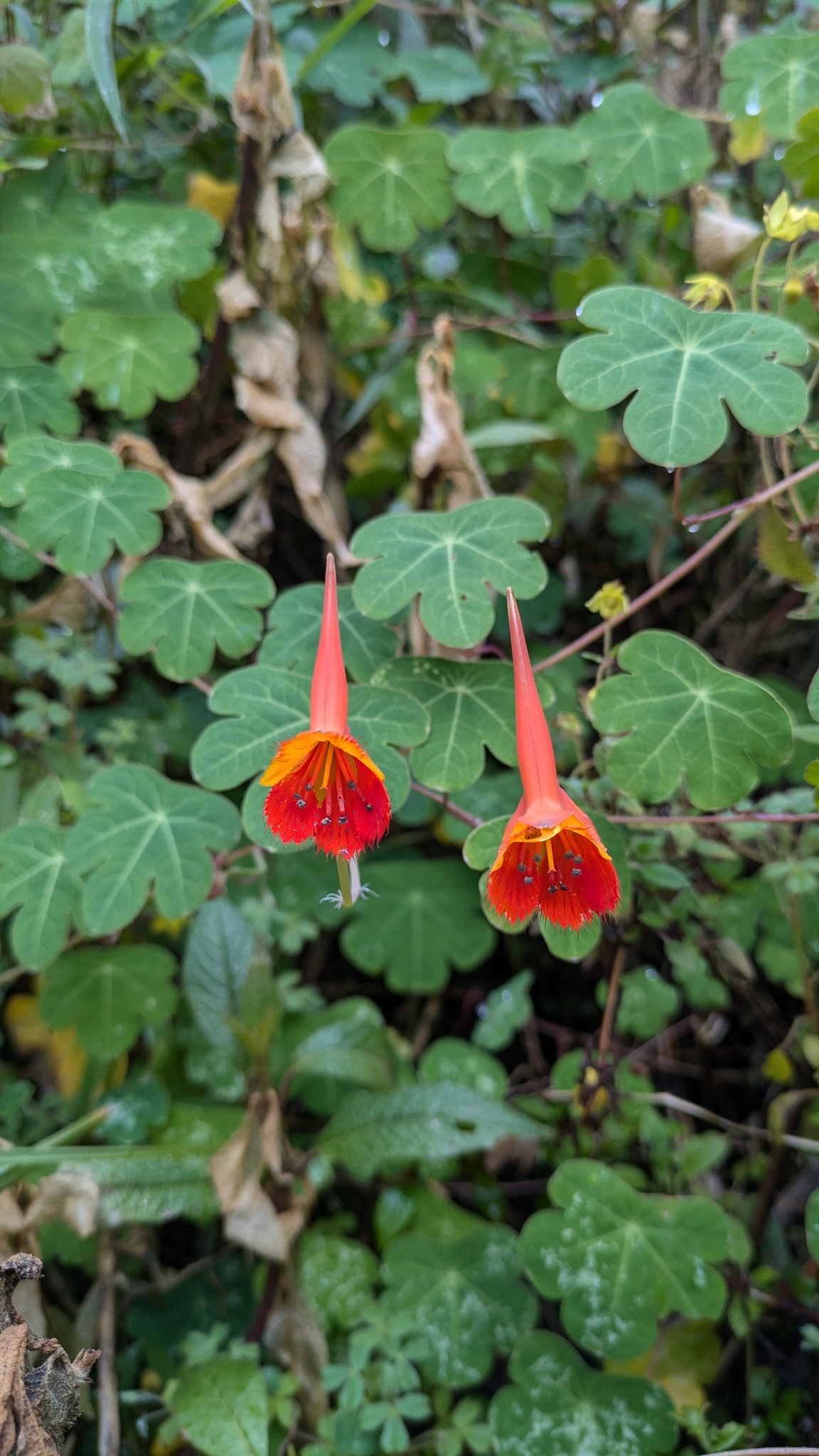 Tropaeolum bicolor