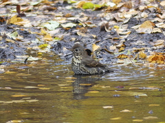 Turdus philomelos