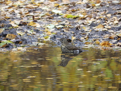 Turdus philomelos