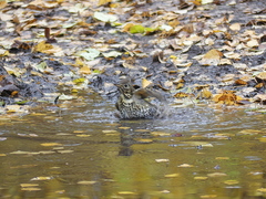 Turdus philomelos