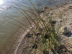 Schoenoplectus litoralis