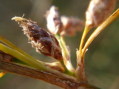 Schoenoplectus litoralis