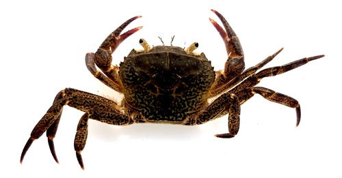 Nile River Crab