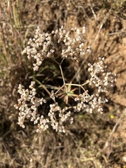 Micrantha