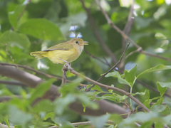 Pachysylvia aurantiifrons