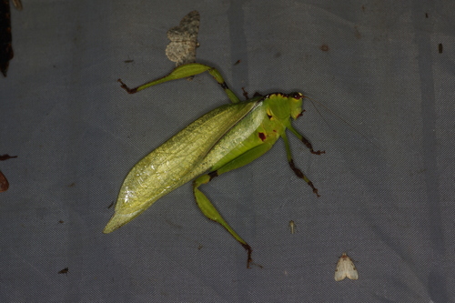 Cnemidophyllum lineatum