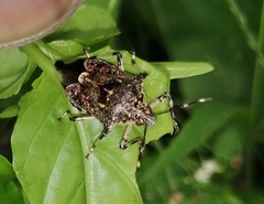Eocanthecona furcellata