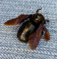 Xylocopa griswoldi