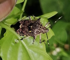 Eocanthecona furcellata