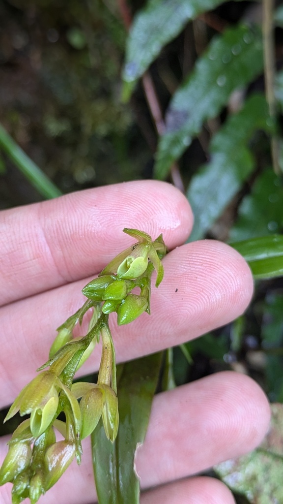 Epidendrum montispichinchense