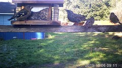 Coccothraustes vespertinus brooksi