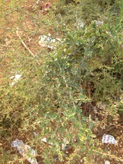 Magnoliopsida