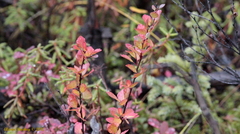Betula glandulosa