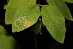 Phytomyza lonicerae
